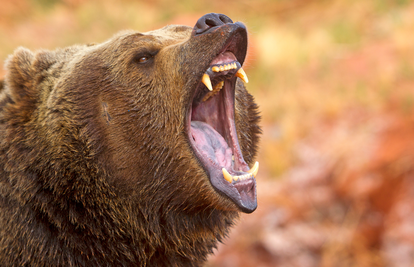 Slovenka se bori za život nakon napada medvjeda kod Ljubljane
