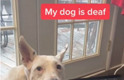 Gluh pas pokušava lajati -  slatki video je raznježio srca mnogih