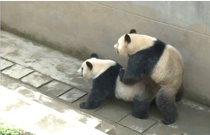 Napaljena panda u istom danu dvaput srušila svjetski rekord