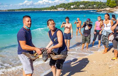 Pula: U more su vraćene četiri oporavljene morske kornjače! Pomagali i oduševljeni klinci
