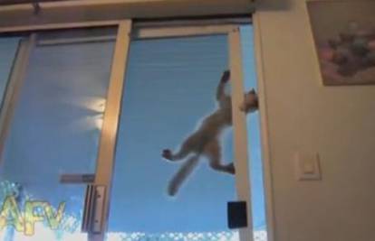 Spiderman, čuvaj se: Mačka se penje po staklenim vratima 