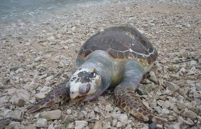 Nema ozljeda: Jugo na plažu izbacilo uginulu kornjaču