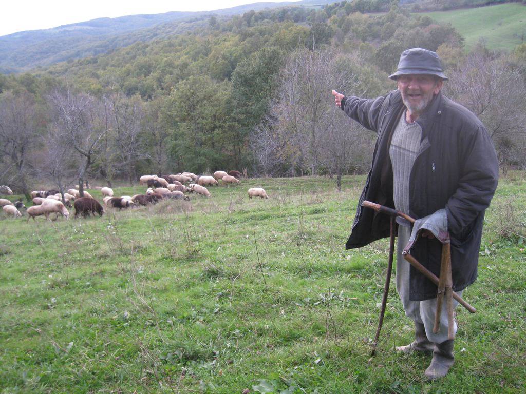 Psi preskočili ogradu, zaklali tri ovce, ostale spasila snaha