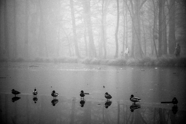 Zagreb: Gusta magla sakrila boje parka Maksimir
