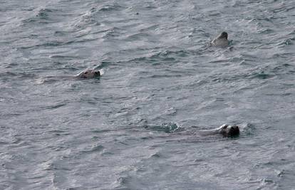 Vidjeli morske medvjedice u akvatoriju otoka Lastova
