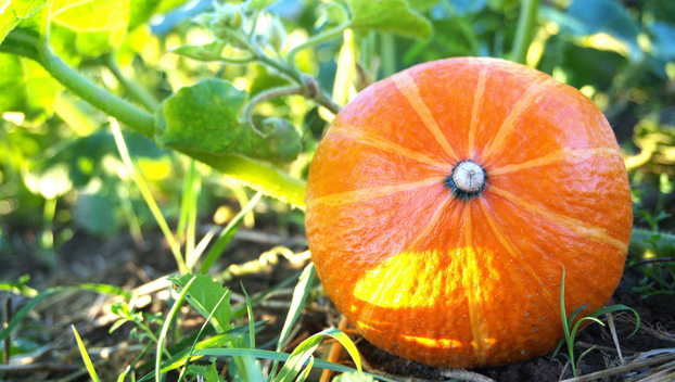Ovo je najbolje povrće za čuvanje sjemena i evo kako ga skupiti za sljedeću godinu