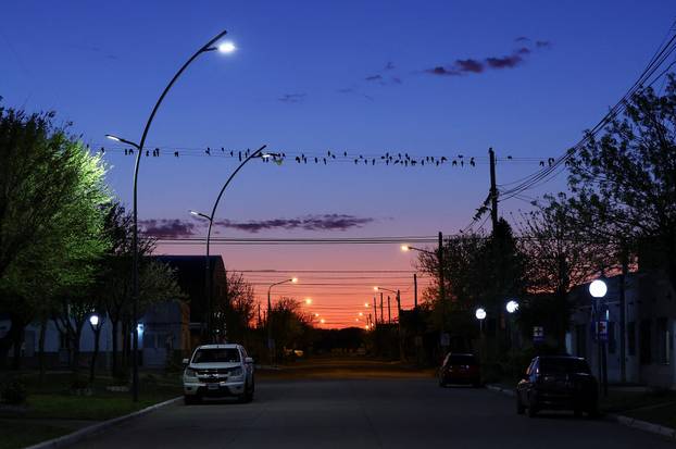 An Argentine town battles a parrot invasion