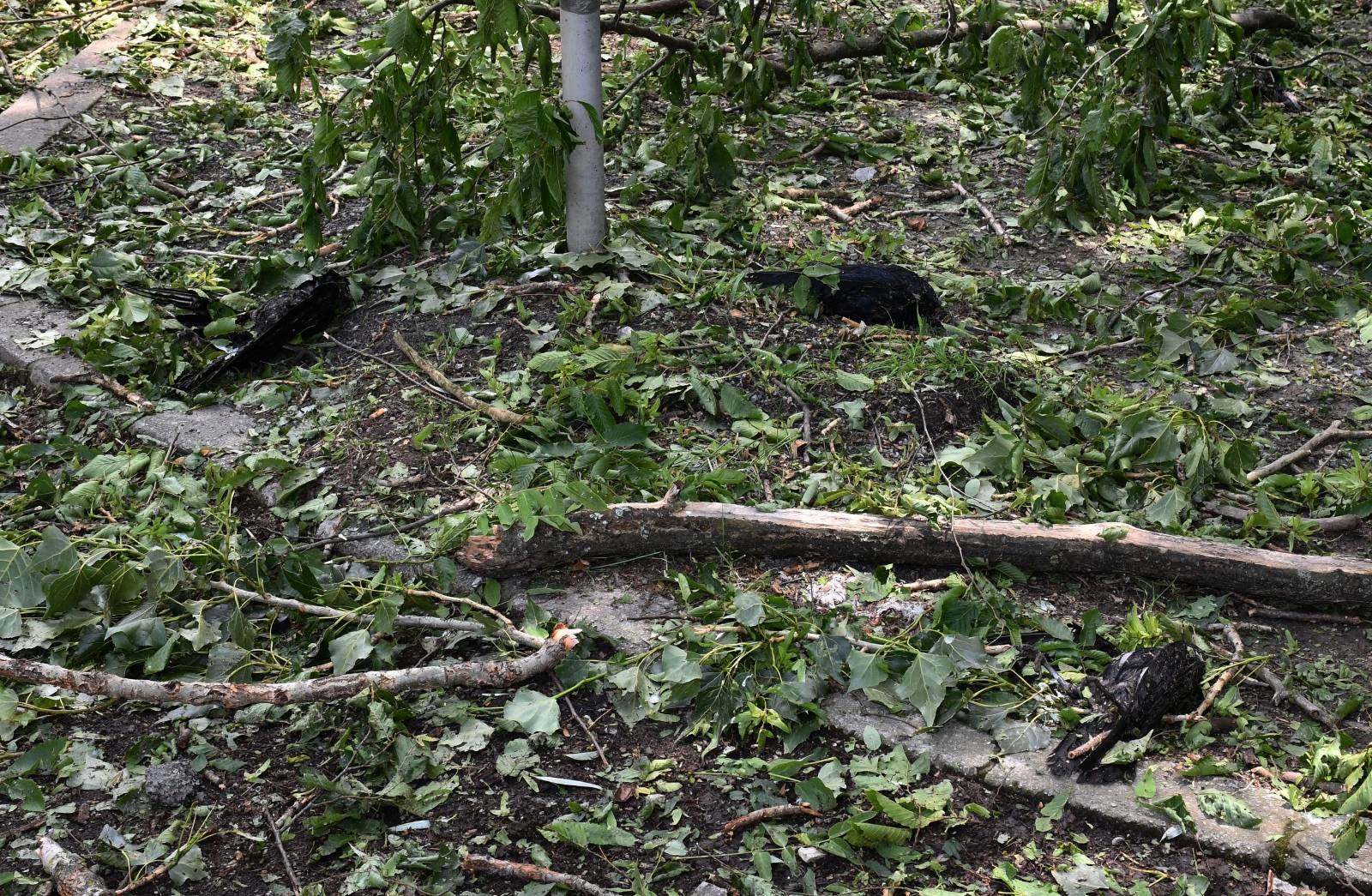 U jučerašnjem snažnom nevremenu stradale su i brojne ptice u parku Zvečevo pokraj Orljave.