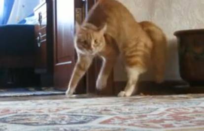 Mačka prošetala na zadnjim nogama i 'pokorila' YouTube