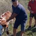 VIDEO Nakon devet dana, spasili su tele koje je cijelo vrijeme bilo uz uginulu majku