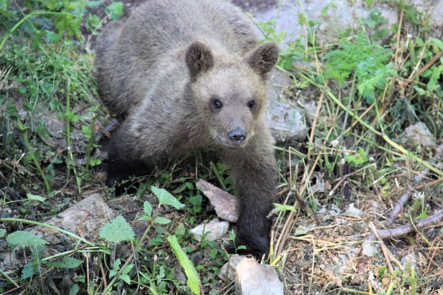 Pogledajte kako se medvjedić Matija snašao u novome domu