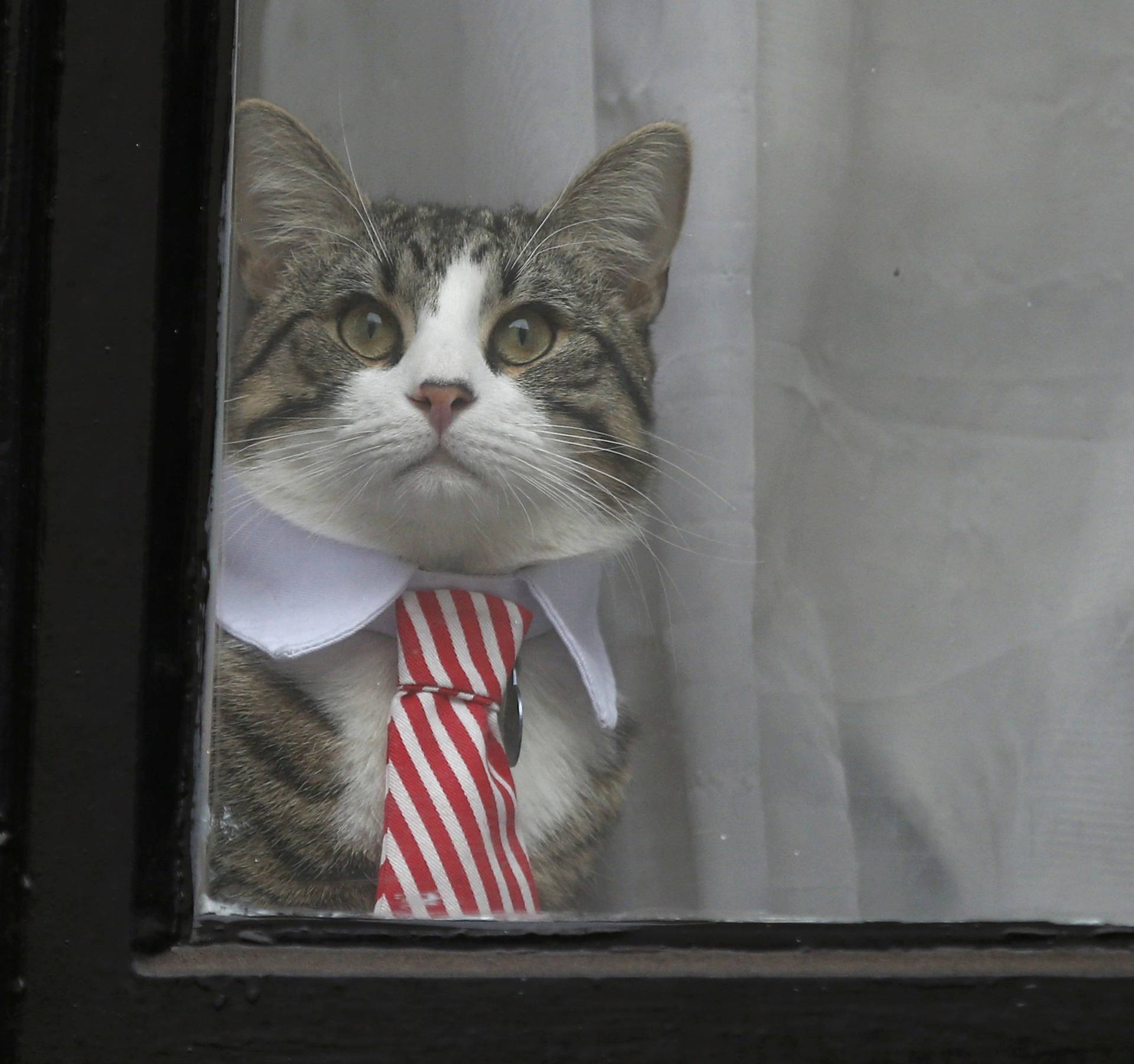 Julian Assange's cat sits at the window of Ecuador's embassy as prosecutor Ingrid Isgren from Sweden interviews Assange in London