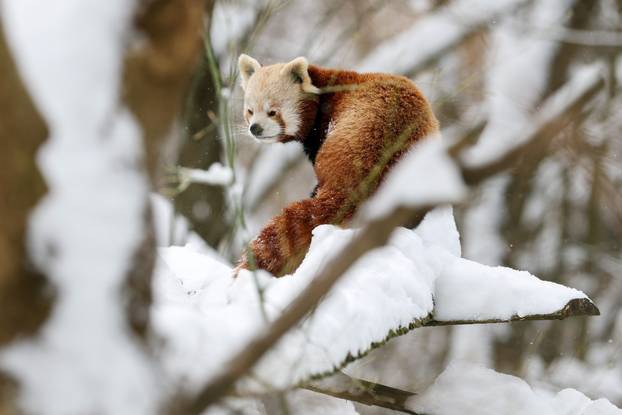 Zagreb: Snježno prijepodne u zoološkom vrtu