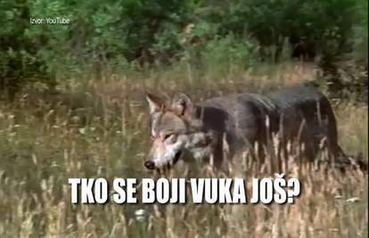 Vuk napao ženu i psa u šetnji u Drnišu: Zaskočio me iz grma