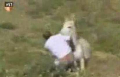 Napaljeni magarac zamalo silovao svojega gazdu
