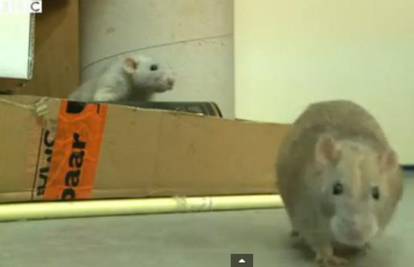 Imaju nos za zločin: Policija zaposlila štakore umjesto pasa