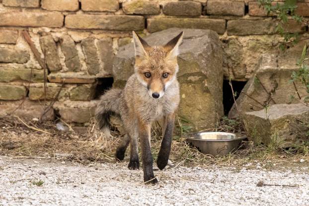 Lisica pronašla dom u blizini Pulskog kaštela