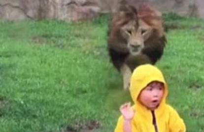 Lav je u dječaku vidio plijen: Napadu se ispriječilo - staklo