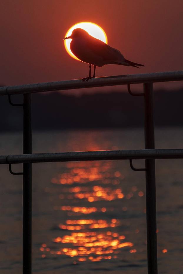 Galebovi uživaju na plažama upujajući posljednje zrake današnjeg sunca
