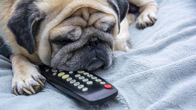Znanstvenici objasnili: Što vaš pas vidi kad gleda u televizor