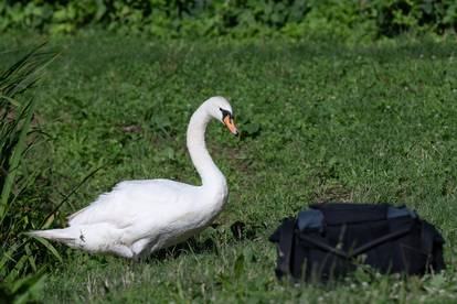 FOTO Labudovi na jezeru kod Španskog oduševili prolaznike