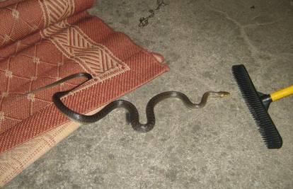 U kući pod tepihom pas našao  zmiju od 1,5 metra 