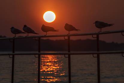 Galebovi uživaju na plažama upujajući posljednje zrake današnjeg sunca