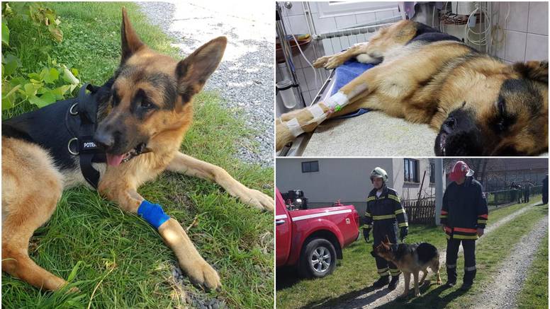 Oporavlja se vatrogaščev pas Rex: Iznenadio je i veterinara