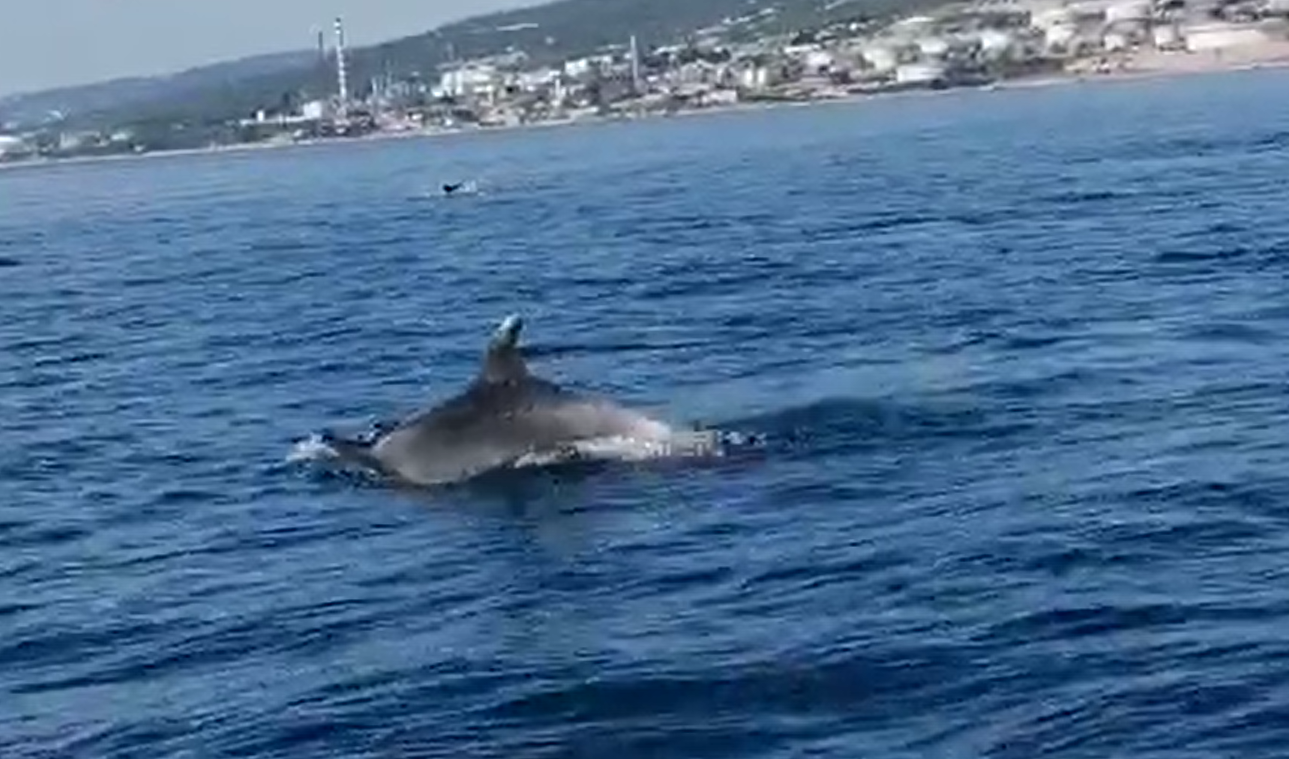 Dupini se zaigrali kod Krčkog mosta: 'Bilo ih je barem 20, prišli su nam jako blizu'