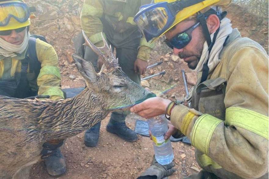 Španjolski vatrogasci spasili srndaća iz požara i dali mu vode