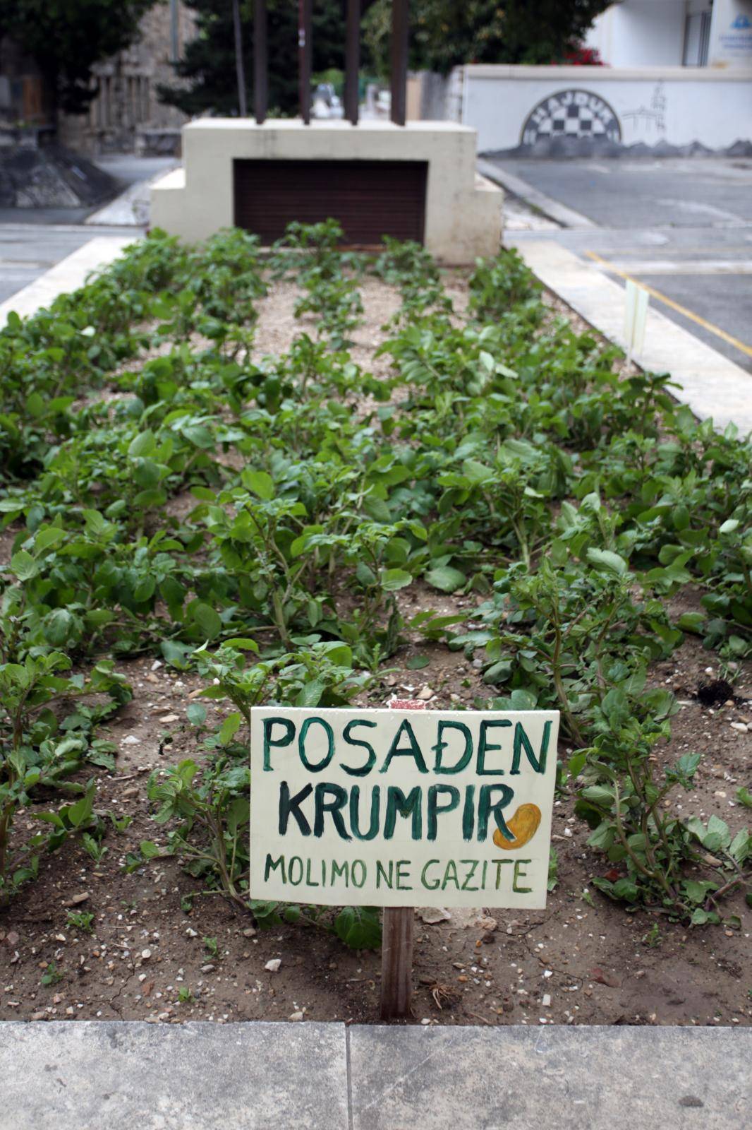 Split: Stanovnici Papandopulove ispred zgrade zasadili krumpir