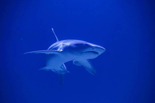 Obnovljeni  pulski Aquarium sada se prostire na 2.500 četvornih metara i postaje najveći akvarij u Europi koji izlaže isključivo mediteranski postav