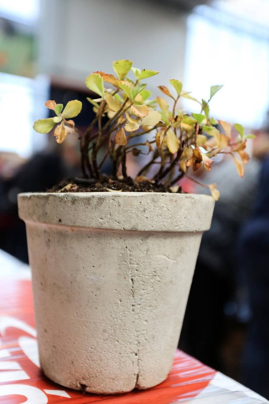 Vrtlarica: Posuda od betona za cvijeće trpi kišu, led pa i snijeg