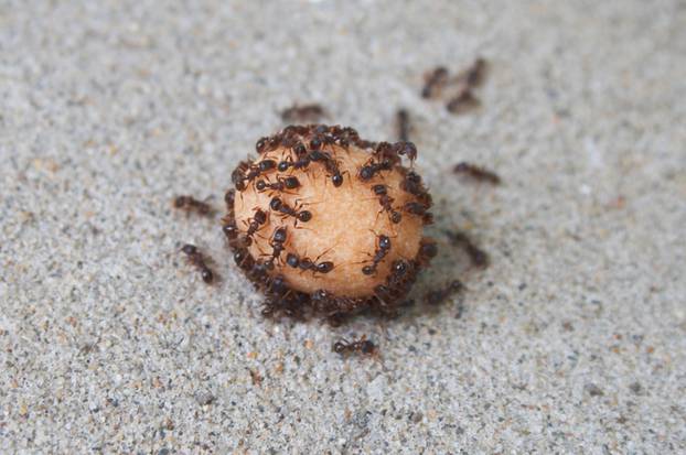 Ants eating