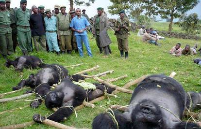 Krivolovci ubili ugrožene planinske gorile