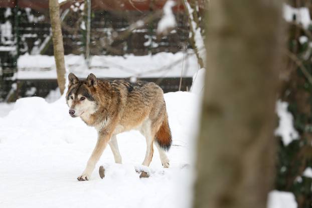 Zagreb: Snježno prijepodne u zoološkom vrtu