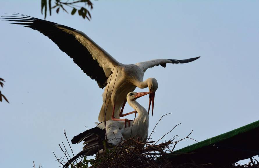 Klepetan je oprostio Malenoj: Već imaju nekoliko svojih jaja