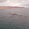 Snimili kita kod Rovanjske: 'To nikad još nisam vidio kod nas!'