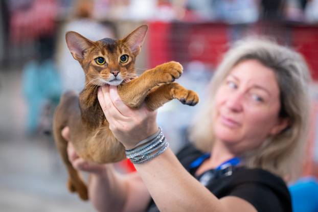 Zagreb: Drugi dan Međunarodne izložbe mačaka
