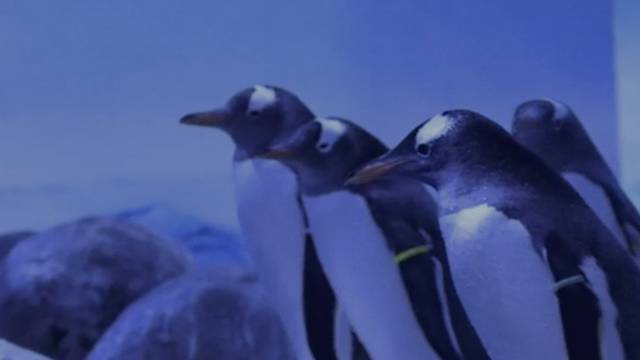 Pingvini u potrazi za ljubavi: U Danskoj osnivaju novu koloniju kako bi osigurali raznolikost