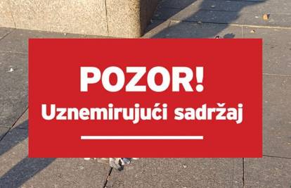 Na Trgu bana Jelačića u Zagrebu pronašli 13 mrtvih golubova, misle da je netko otrovao jato