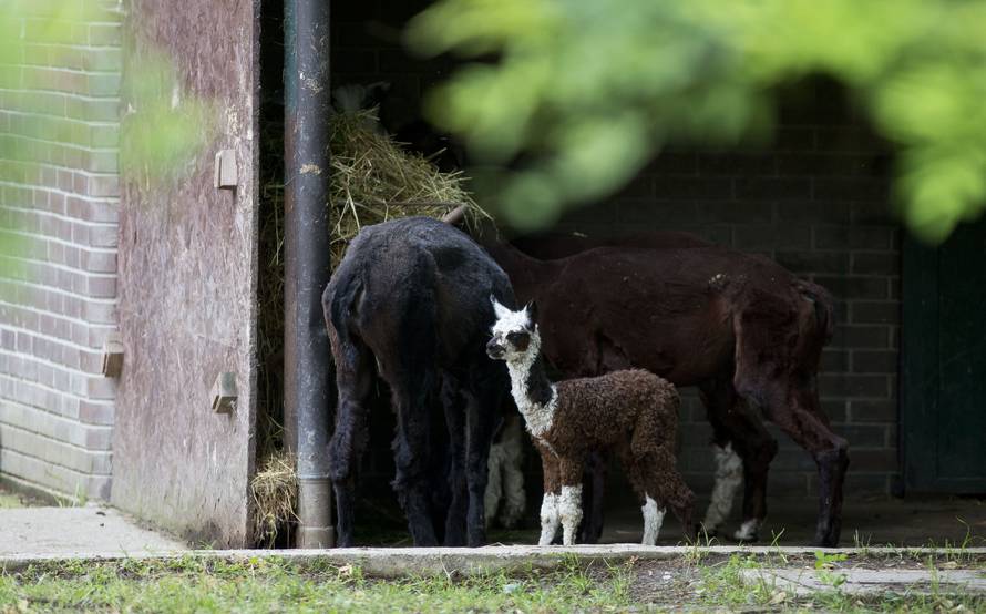 Na svijet došli isti dan: ZOO u Zagrebu bogatiji za 2 mladunca