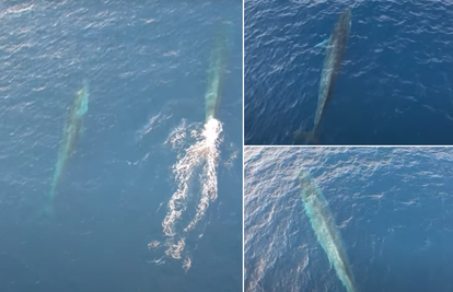 VIDEO Nevjerojatan prizor kod Visa: Deseci kitova u Jadranu