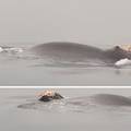 VIDEO Nikica na Krku dočekao božićno jutro s kitom: 'Pecao sam i vidio ga, nije me se bojao'