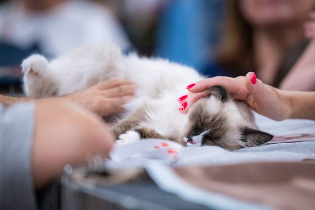 Zagreb: Drugi dan Međunarodne izložbe mačaka