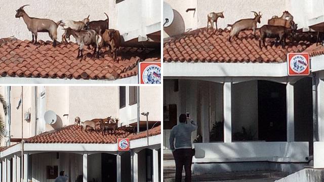 Beeeeegajmo odavde! Snimio je koze na krovu restorana u Istri