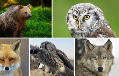 Koja od ovih pet životinja vas jako privlači? Evo što to znači