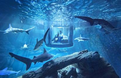 Posebna ponuda: Spavanje u akvariju među morskim psima