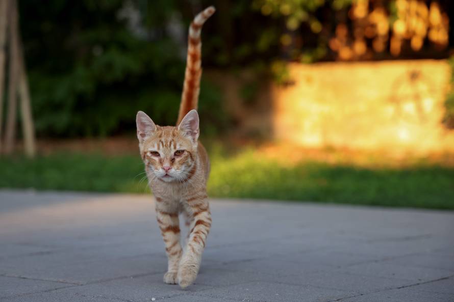 Benkovac: Organizatori benkovačkog festivala "Nosi se" koji je odgođen nakon prosvjeda branitelja održali mirni prosvjed