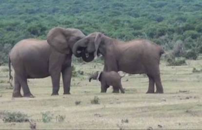 Sreća na kvadrat: Obitelj slonova opet je na okupu